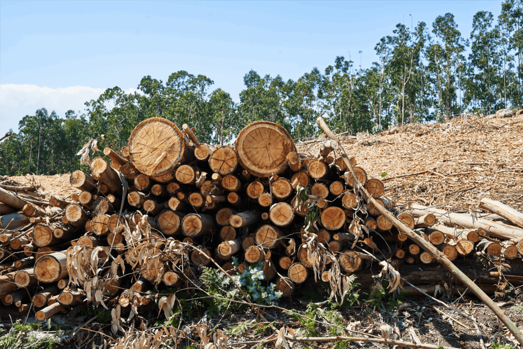 Butler Brothers Deforestation